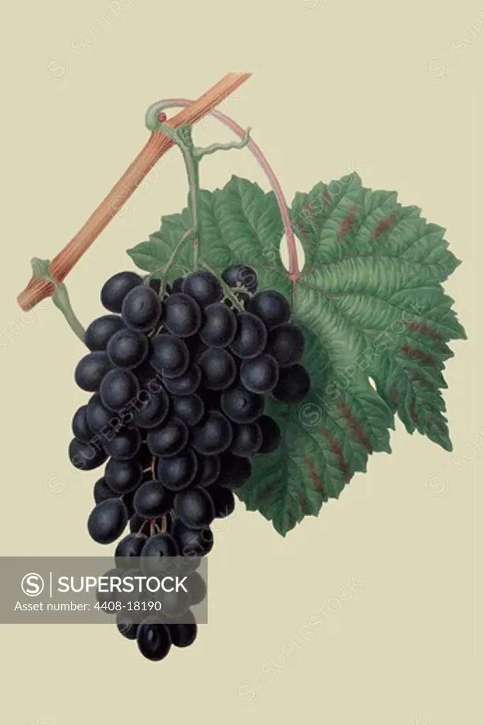 Black Prince Grape , Fruits & Vegetables