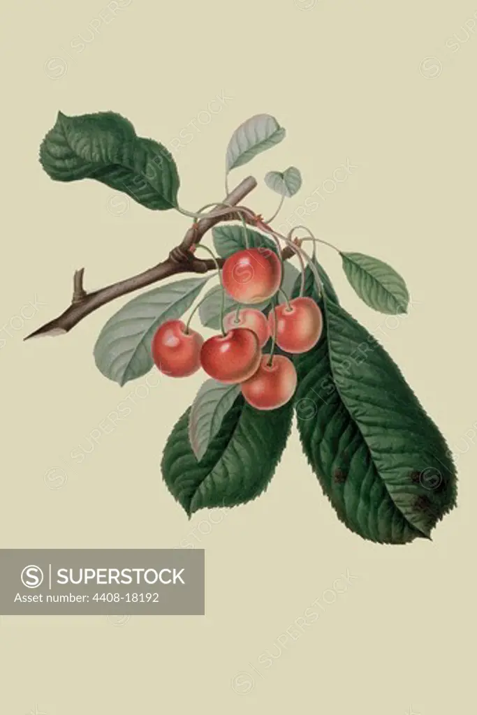Bigarreau Cherry , Fruits & Vegetables