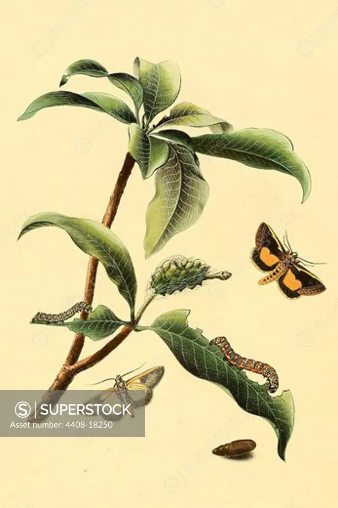Surinam Butterflies, Moths & Caterpillars, Insects - Butterflies & Moths