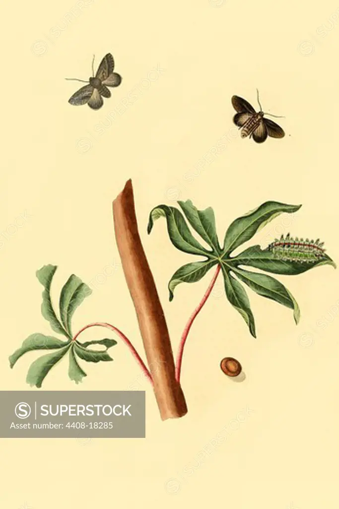 Surinam Butterflies, Moths & Caterpillars, Insects - Butterflies & Moths