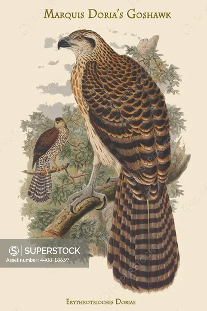 Erythrotriochis Doriae - Marquis Doria's Goshawk, Birds - Birds of Prey