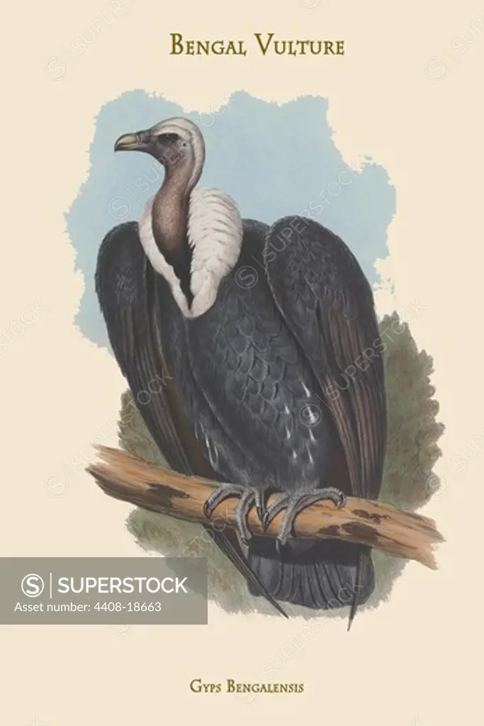 Gyps Bengalensis - Bengal Vulture, Birds - Birds of Prey