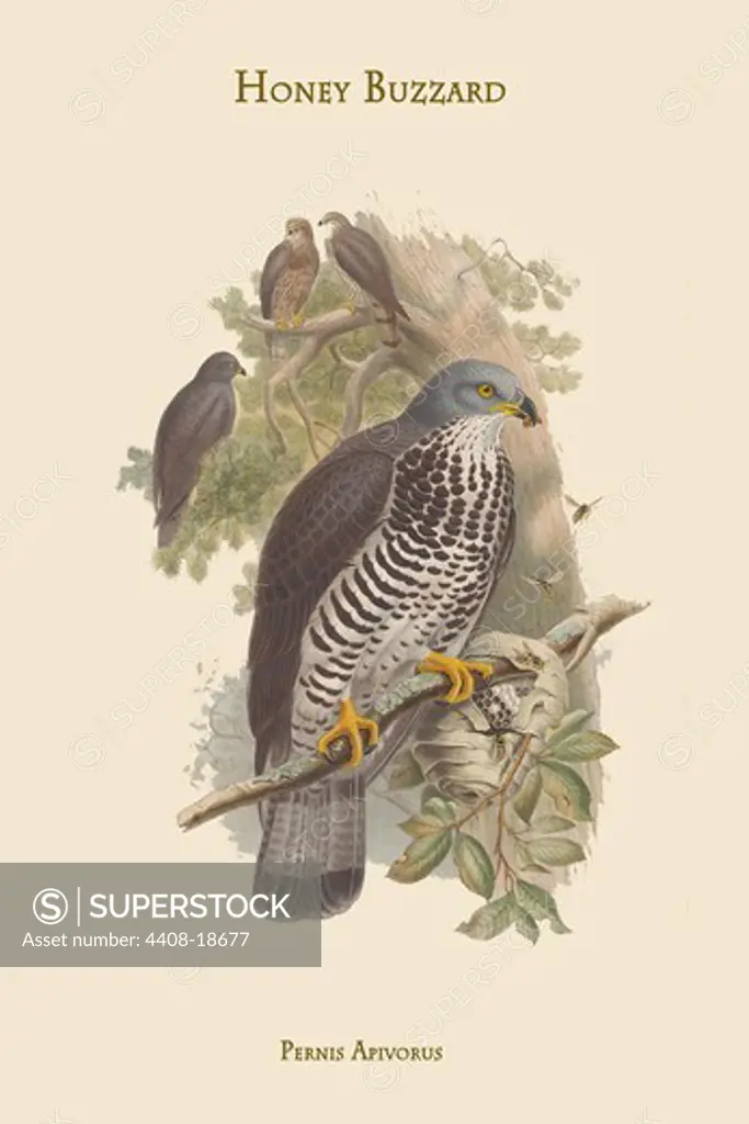 Pernis Apivorus - Honey Buzzard, Birds - Birds of Prey