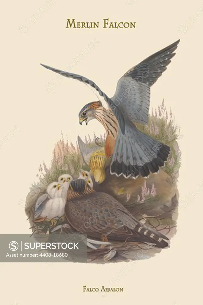 Falco Aesalon - Merlin Falcon, Birds - Birds of Prey