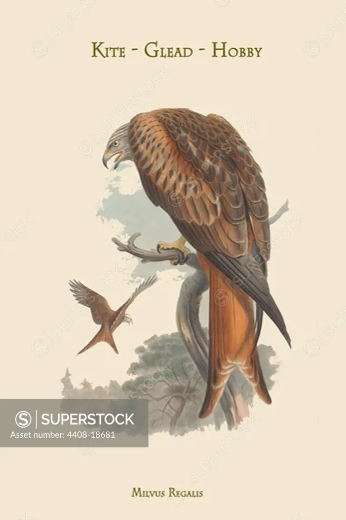 Milvus Regalis - Kite - Glead - Hobby, Birds - Birds of Prey