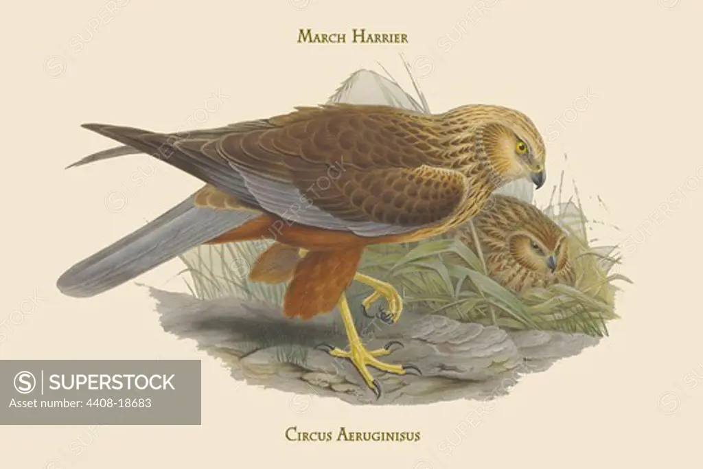 Circus Aeruginisus - March Harrier, Birds - Birds of Prey