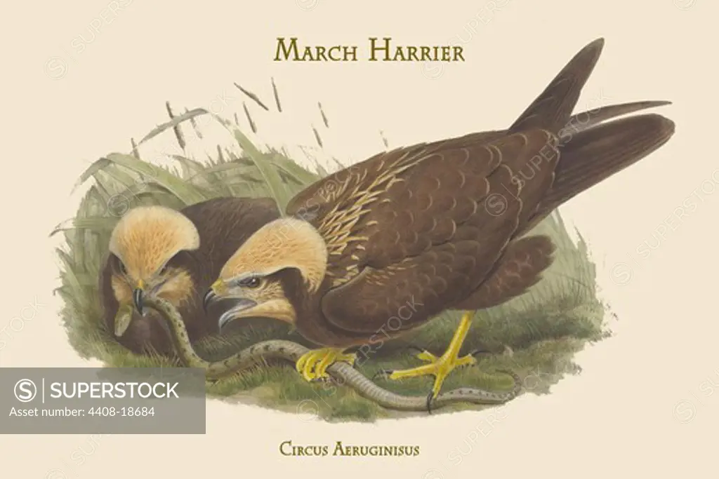 Circus Aeruginisus - March Harrier, Birds - Birds of Prey