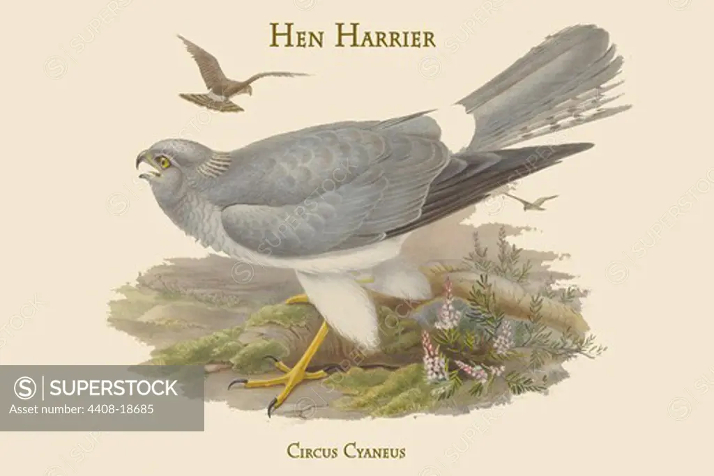 Circus Cyaneus - Hen Harrier, Birds - Birds of Prey