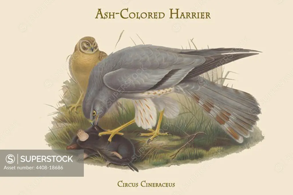 Circus Cineraceus - Ash-Colored Harrier, Birds - Birds of Prey