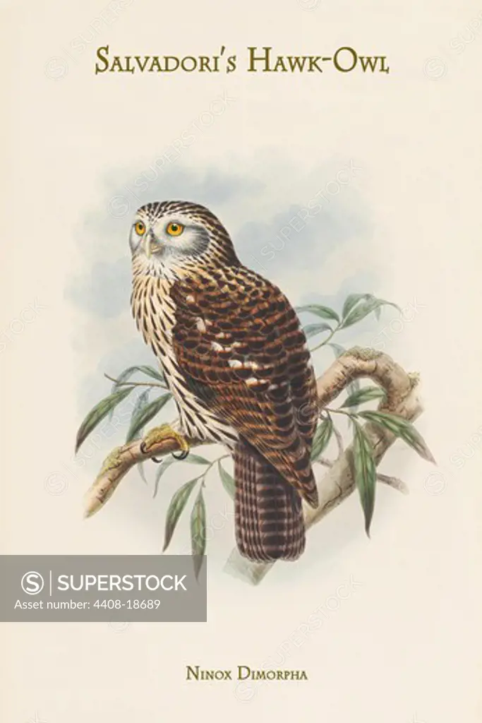 Ninox Dimorpha - Salvadori's Hawk-Owl, Birds - Birds of Prey