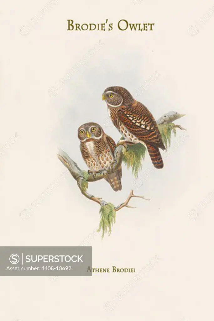 Athene Brodiei - Brodie's Owlet, Birds - Birds of Prey