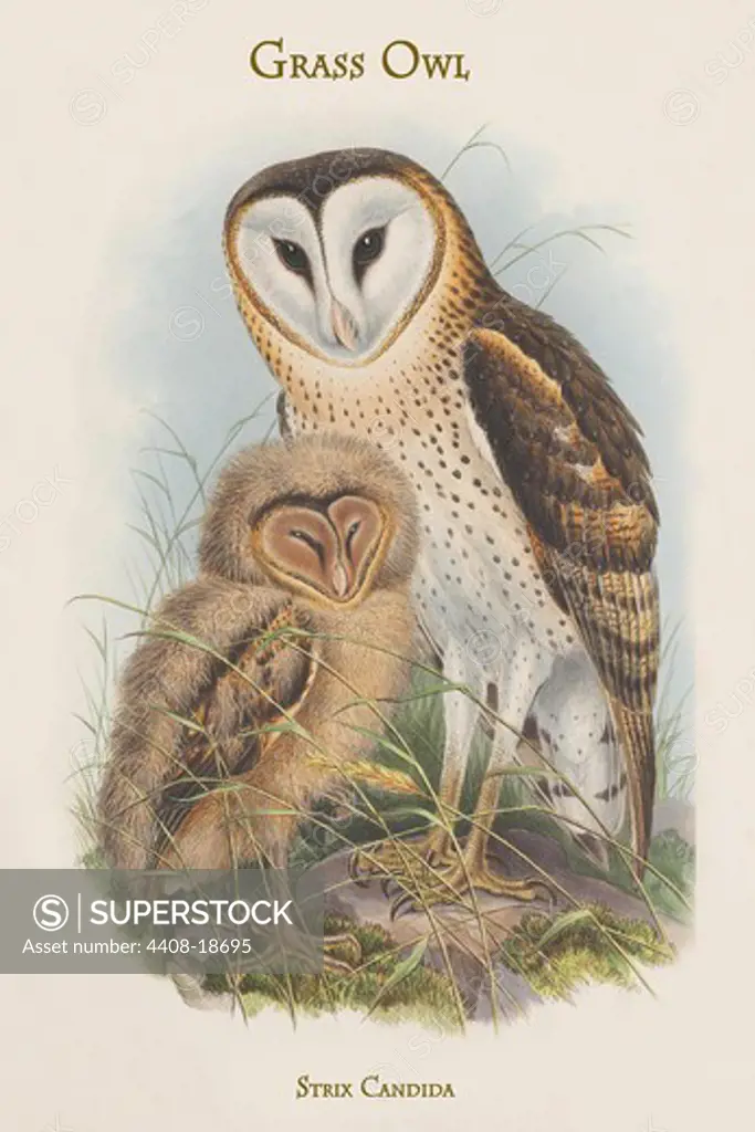 Strix Candida - Grass Owl, Birds - Birds of Prey