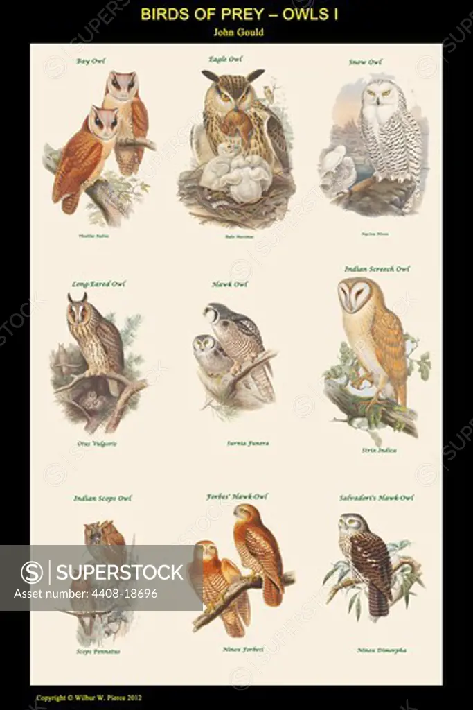Birds of Prey - Owls - Vertical Classroom Poster I, Birds - Birds of Prey