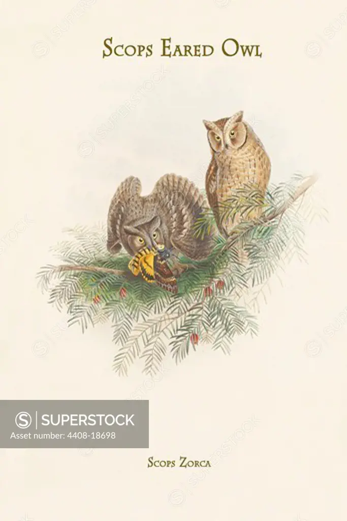 Scops Zorca - Scops Eared Owl, Birds - Birds of Prey