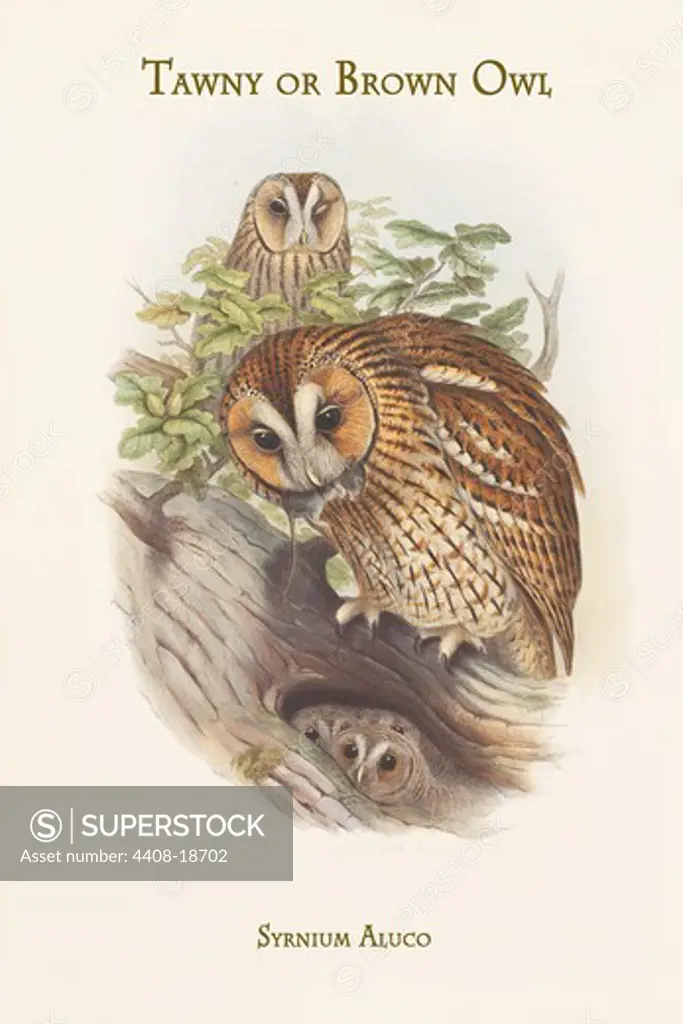 Syrnium Aluco - Tawny or Brown Owl, Birds - Birds of Prey