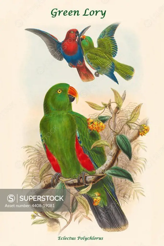Eclectus Polychlorus - Green Lory, Exotic & Tropical Birds