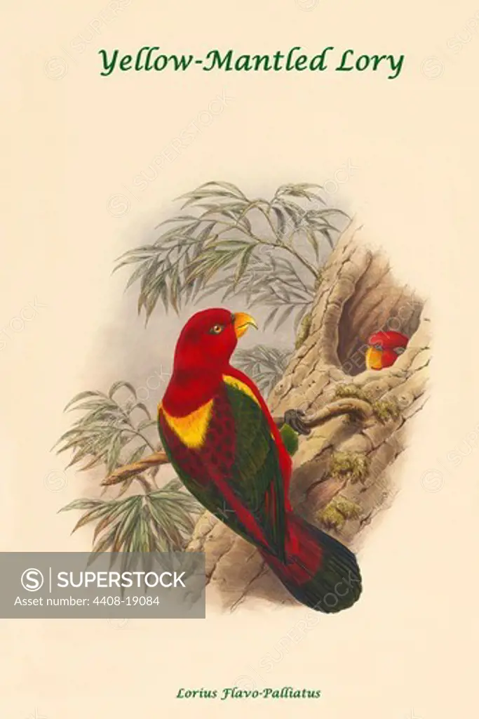Lorius Flavo-Palliatus - Yellow-Mantled Lory, Exotic & Tropical Birds