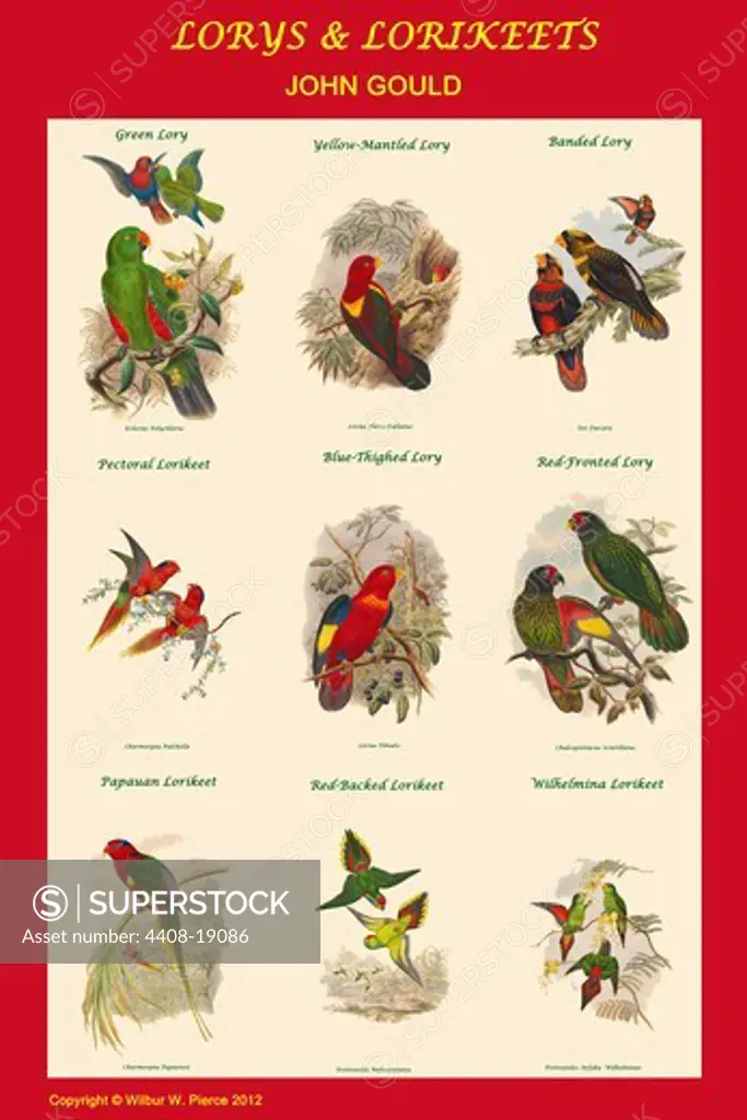 Lory & Lorikeet Composite Classroom Poster, Exotic & Tropical Birds