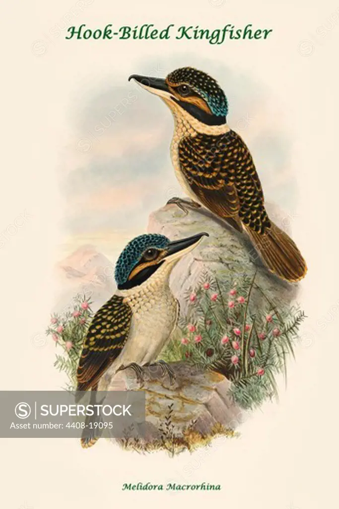 Melidora Macrorhina - Hook-Billed Kingfisher, Exotic Birds