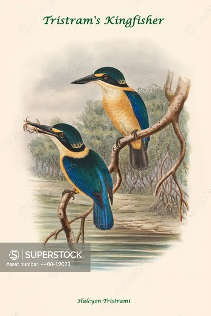 Halcyon Tristrami - Tristram's Kingfisher, Exotic Birds