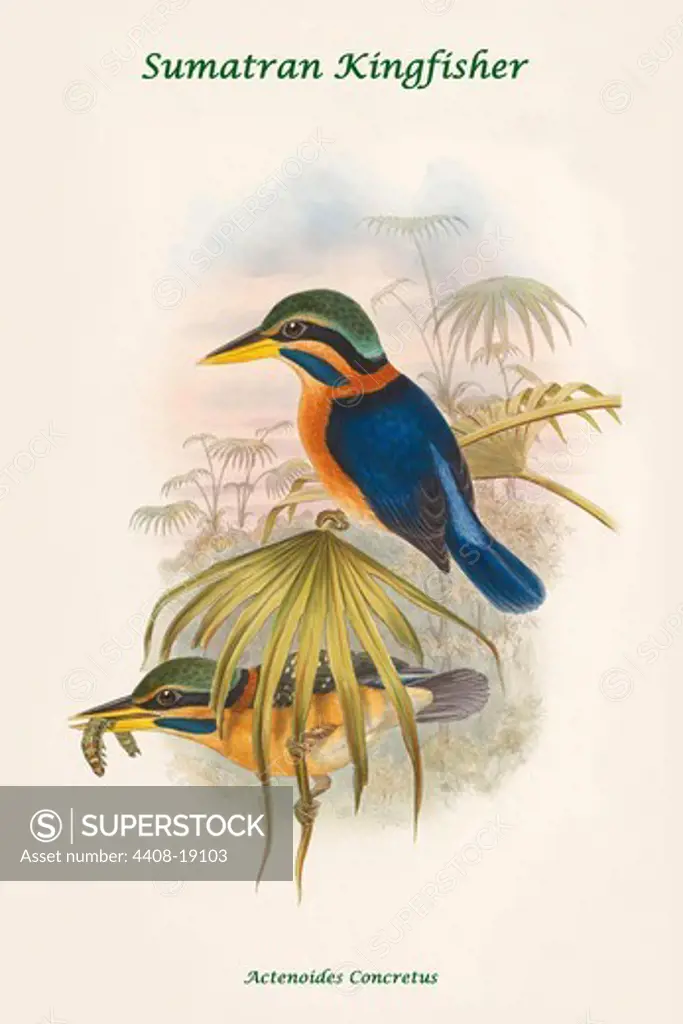 Actenoides Concretus - Sumatran Kingfisher, Exotic Birds