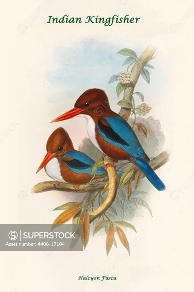 Halcyon Fusca - Indian Kingfisher, Exotic Birds