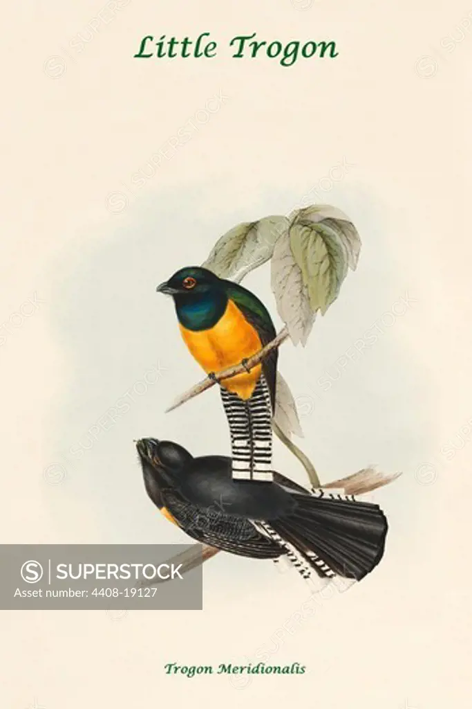 Trogon Meridionalis - Little Trogon, Exotic Birds
