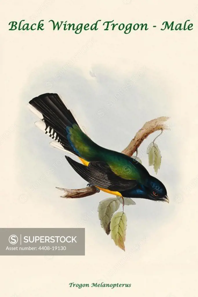 Trogon Melanopterus - Black Winged Trogon - Male, Exotic Birds