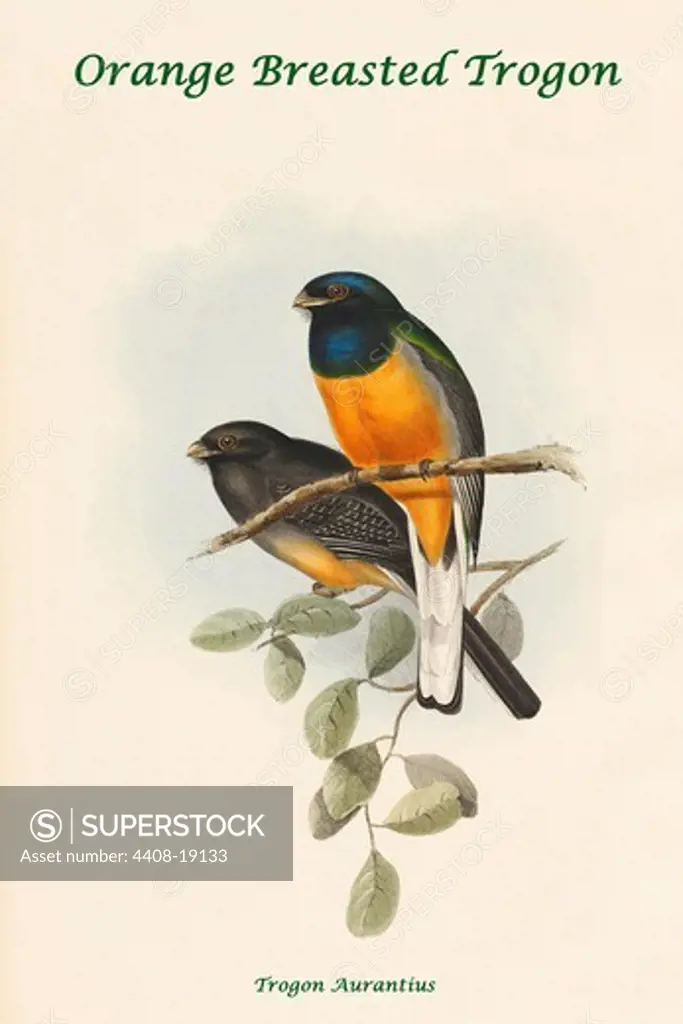 Trogon Aurantius - Orange Breasted Trogon, Exotic Birds