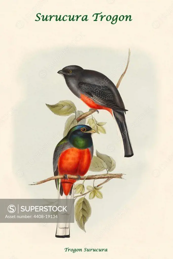 Trogon Surucura -Surucura Trogon, Exotic Birds