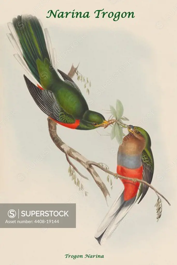 Trogon Narina - Narina Trogon, Exotic Birds