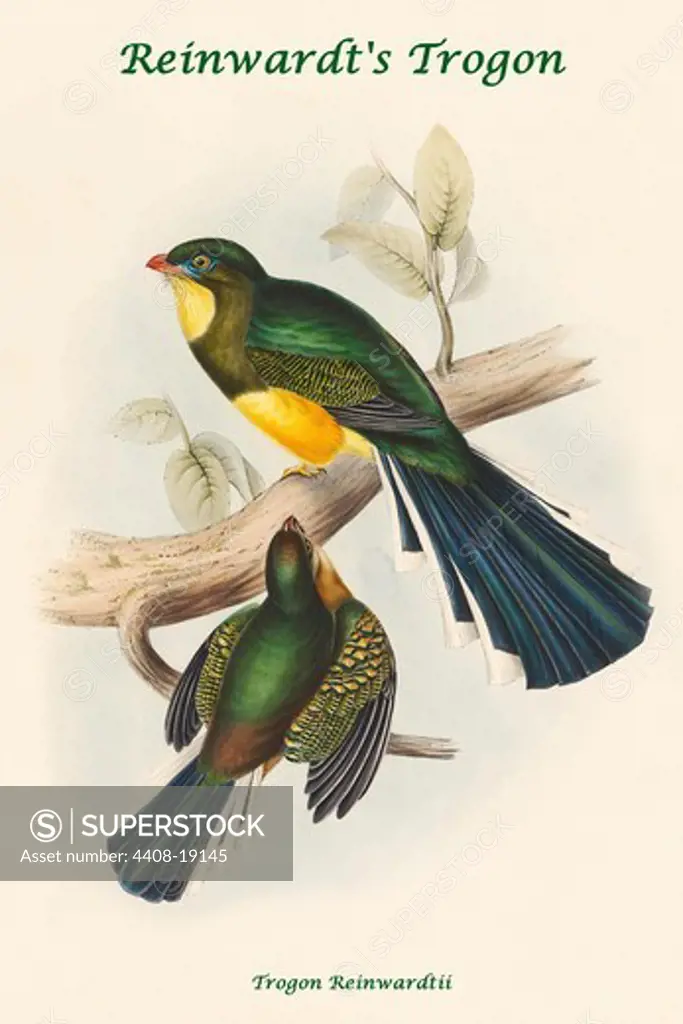 Trogon Reinwardtii - Reinwardt's Trogon, Exotic Birds