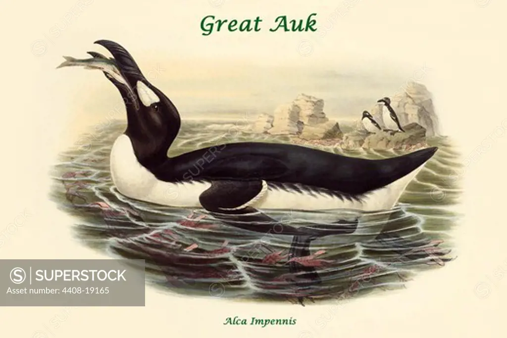 Alca Impennis - Great Auk, Exotic Birds