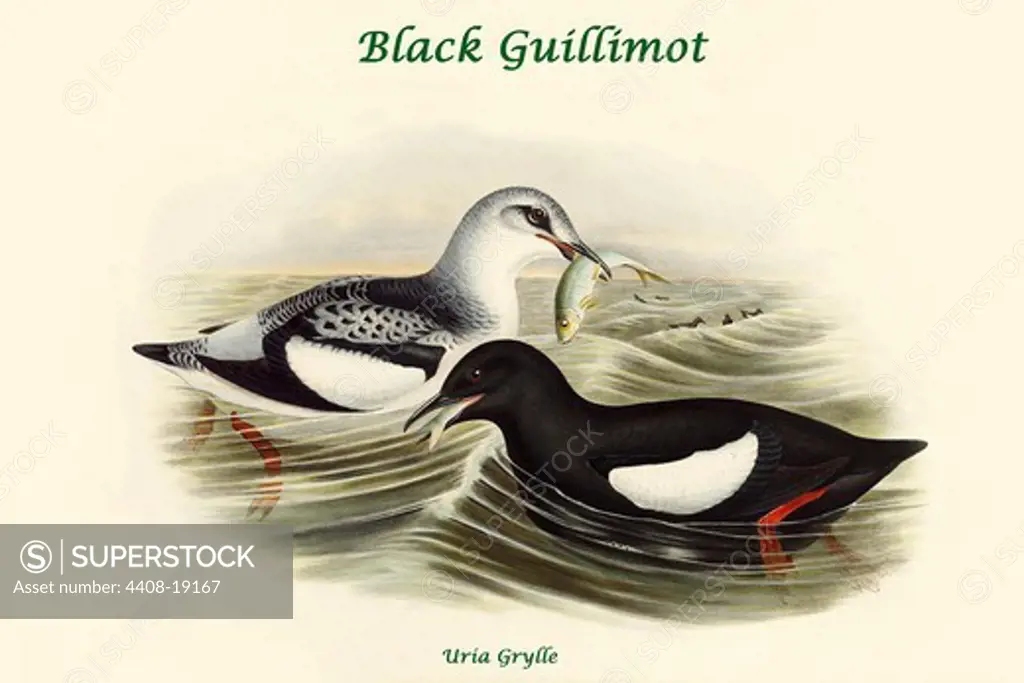 Uria Grylle - Black Guillimot, Exotic Birds
