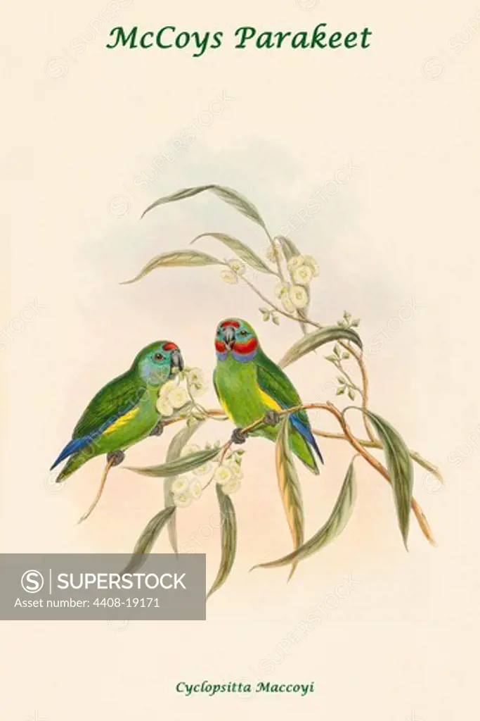 Cyclopsitta Maccoyi - McCoys Parakeet, Exotic Birds