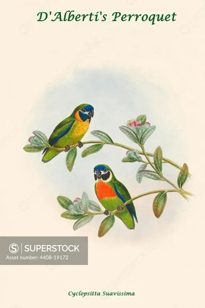 Cyclopsitta Suavissima - D'Alberti's Perroquet, Exotic Birds