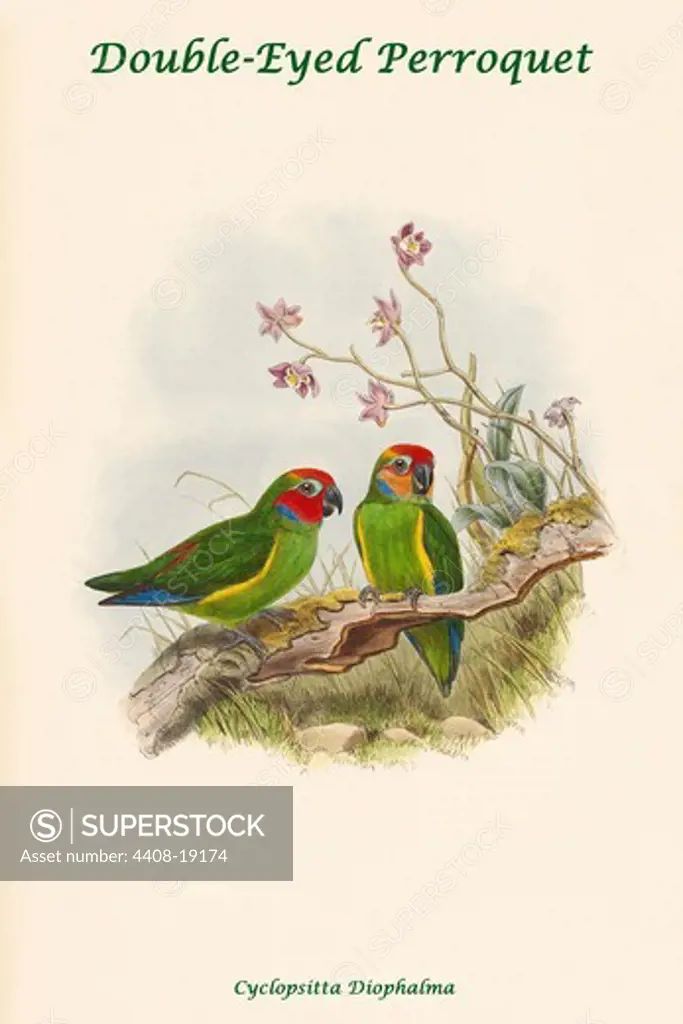 Cyclopsitta Diophalma - Double-Eyed Perroquet, Exotic Birds