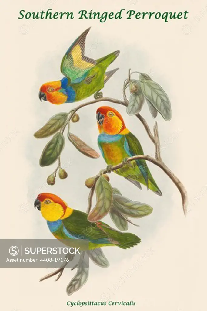 Cyclopsittacus Cervicalis - Southern Ringed Perroquet, Exotic Birds