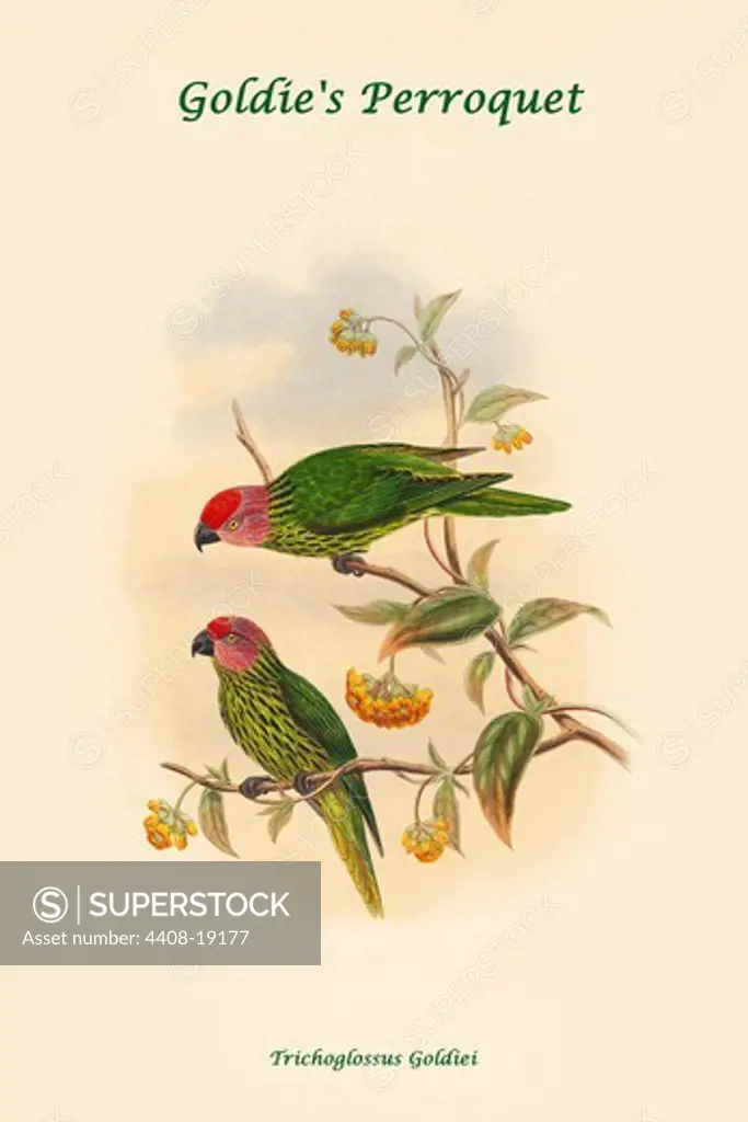Trichoglossus Goldiei - Goldie's Perroquet, Exotic Birds