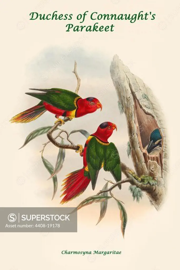 Charmosyna Margaritae - Duchess of Connaught's Parakeet, Exotic Birds