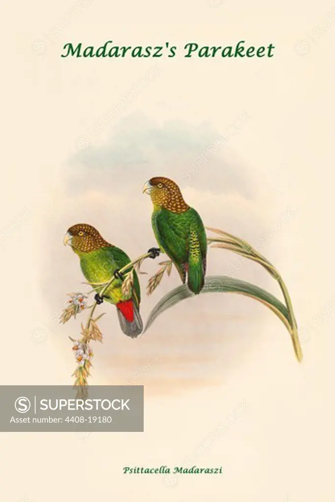 Psittacella Madaraszi - Madarasz's Parakeet, Exotic Birds