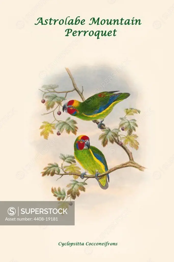 Cyclopsitta Cocconeifrons - Astrolabe Mountain Perroquet, Exotic Birds