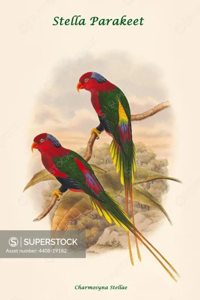 Charmosyna Stellae - Stella Parakeet, Exotic Birds