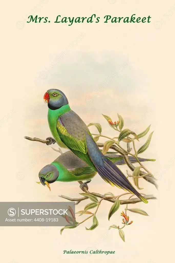 Palaeornis Calthropae - Mrs. Layard's Parakeet, Exotic Birds