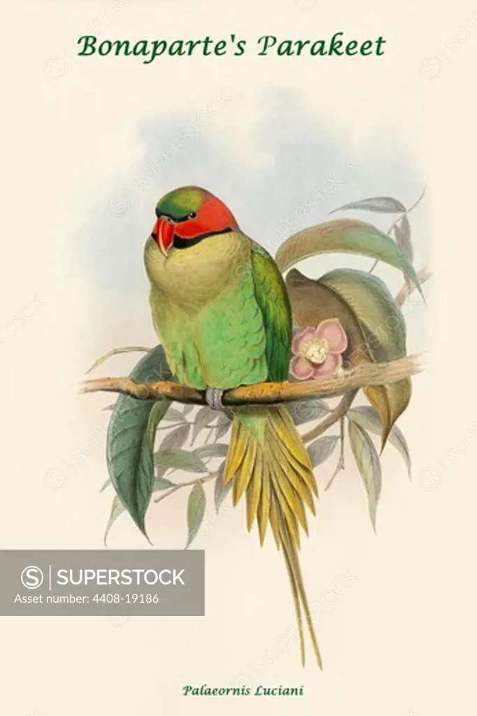 Palaeornis Luciani - Bonaparte's Parakeet, Exotic Birds