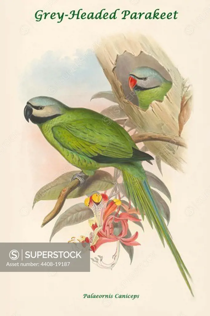 Palaeornis Caniceps - Grey-Headed Parakeet, Exotic Birds