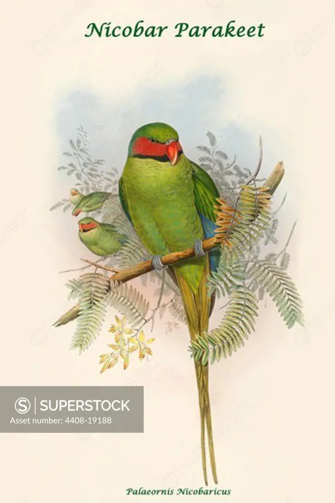 Palaeornis Nicobaricus - Nicobar Parakeet, Exotic Birds