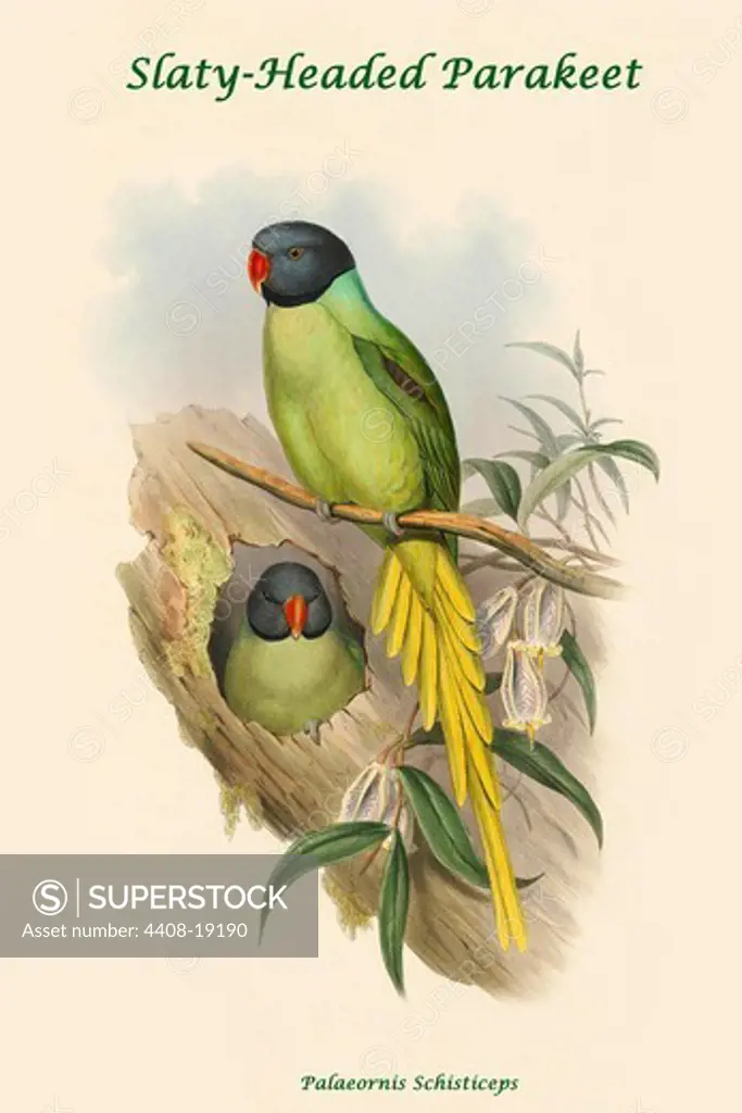 Palaeornis Schisticeps - Slaty-Headed Parakeet, Exotic Birds
