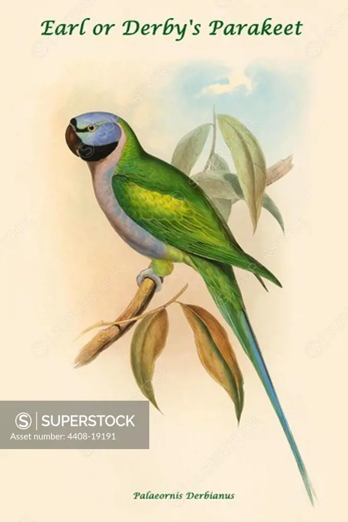 Palaeornis Derbianus - Earl or Derby's Parakeet, Exotic Birds