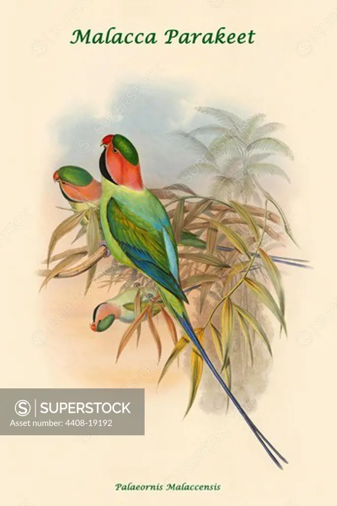 Palaeornis Malaccensis - Malacca Parakeet, Exotic Birds